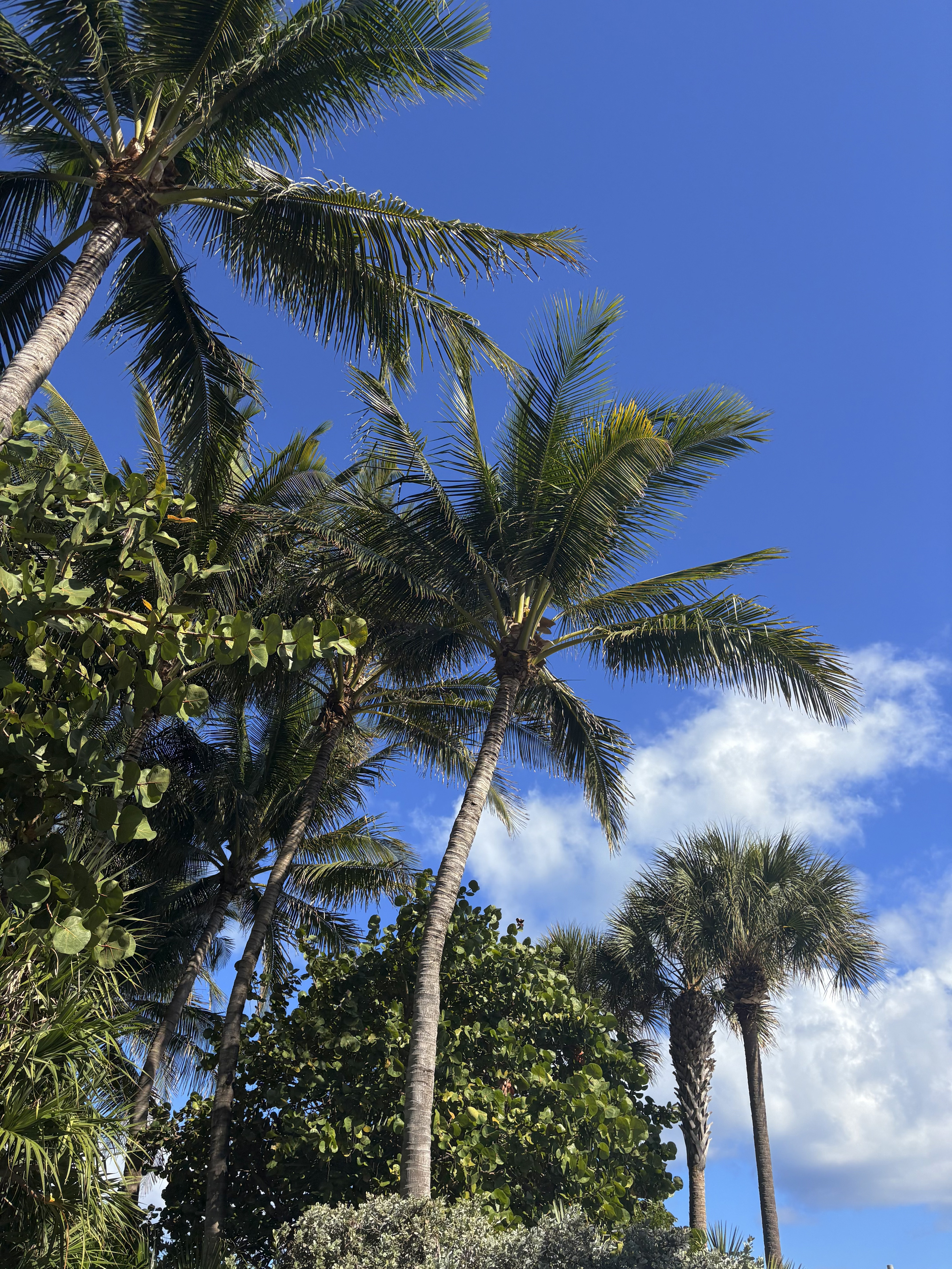 Jacob Roams at a tropical palm beach destination